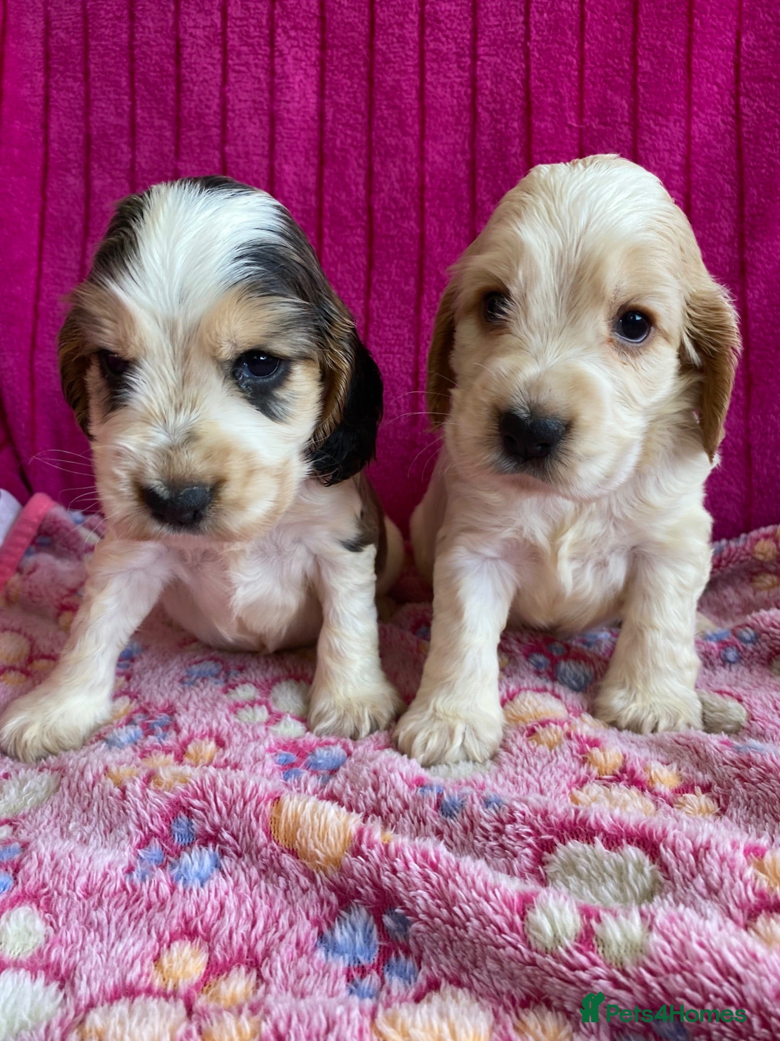 Cocker Spaniel dogs 🐶Show type KC reg vaccinated READY SOON  - Advert 1