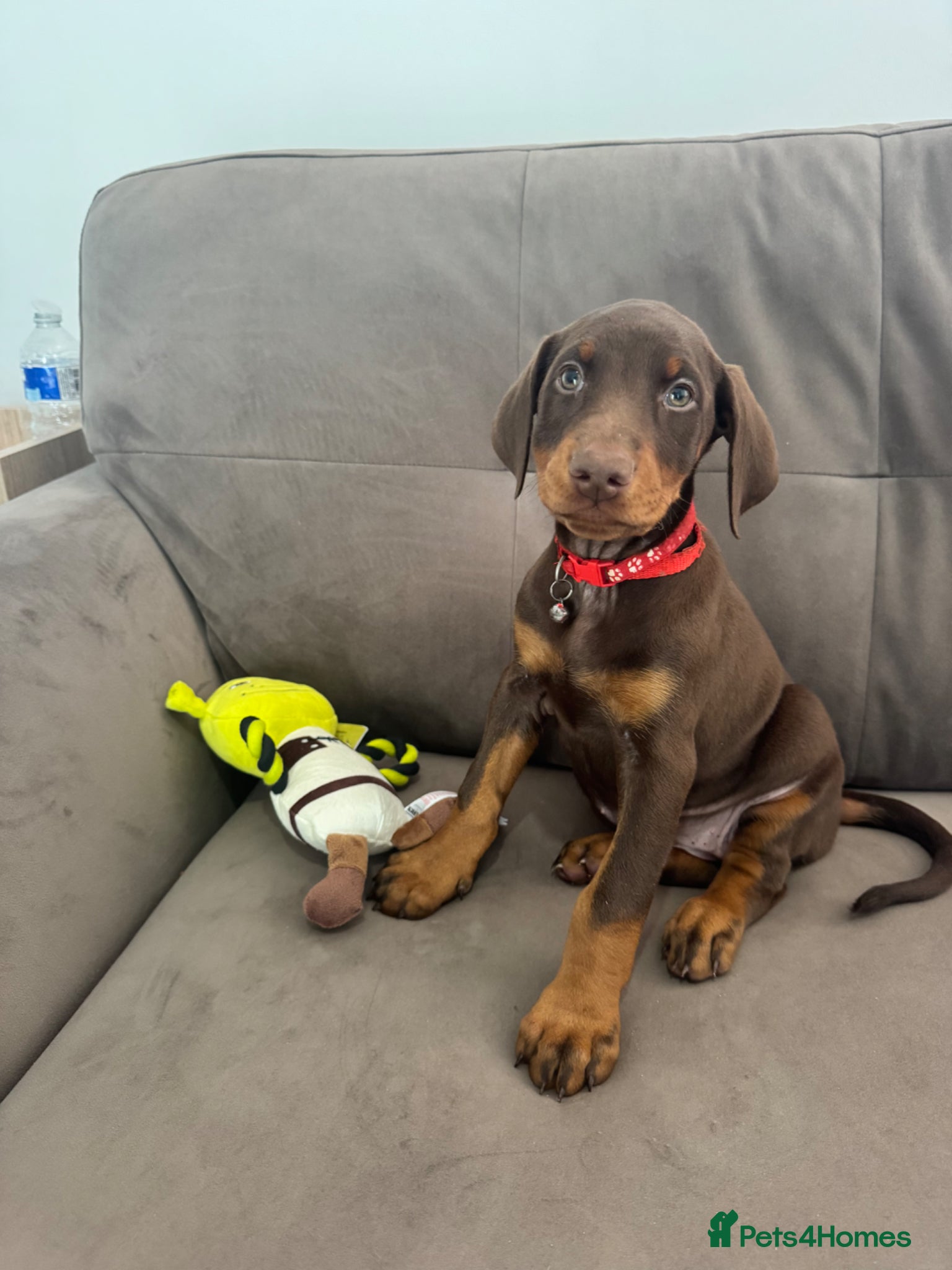 Dobermann dogs KC Registered Doberman puppies READY NOW 8 weeks  - Advert 4