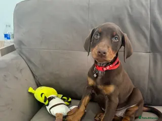 Dobermann dogs KC Registered Doberman puppies READY NOW 8 weeks - Advert 4