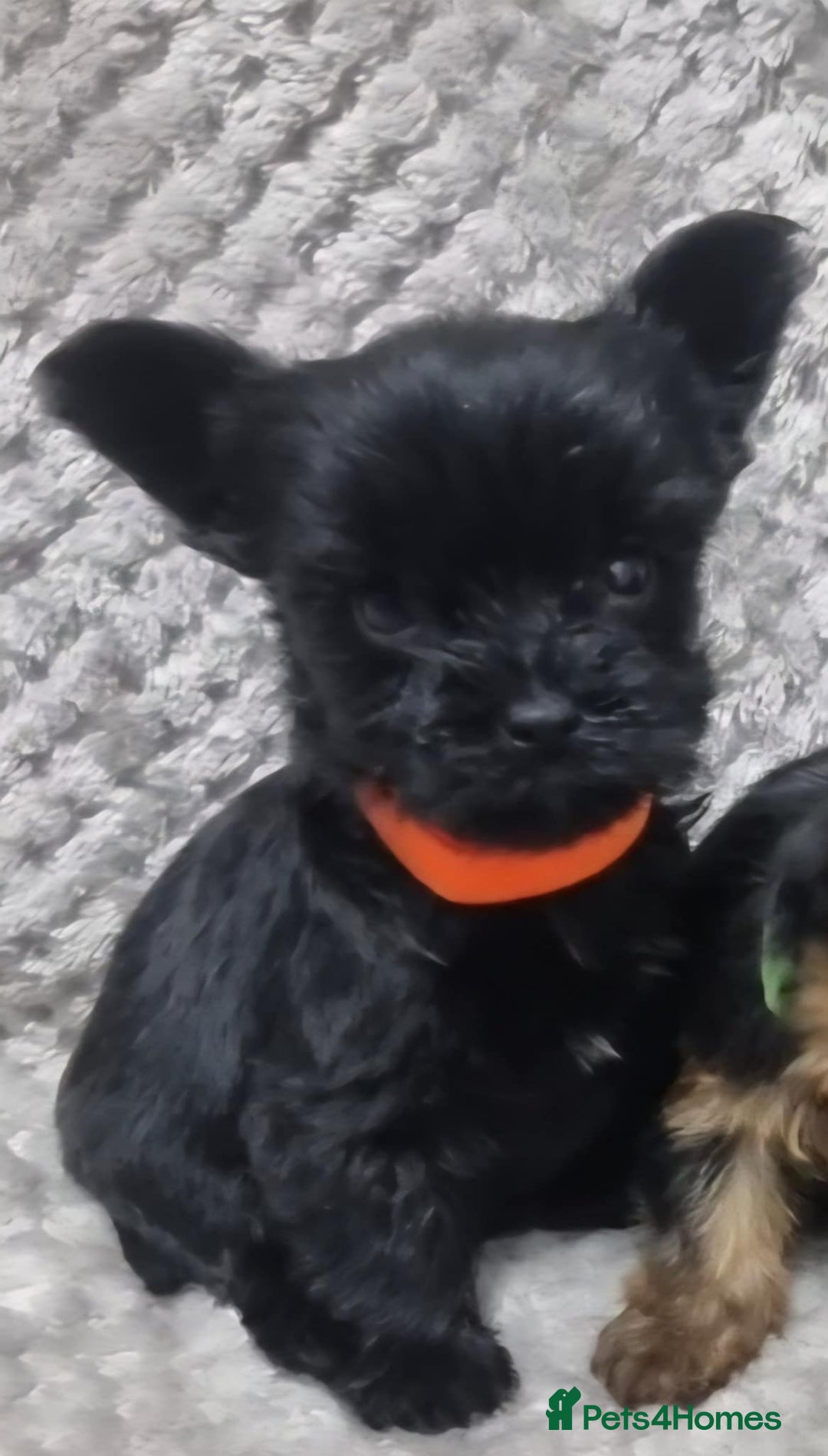 Yorkshire Terrier dogs for sale: Yorkshire Terrier  - Advert 15