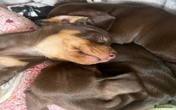 Miniature Dachshund dogs for sale: 1 girl & 3 boys ready Now Mini Dachshunds  - Image 12