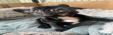 French Bulldog 5