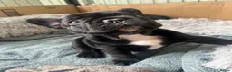 French Bulldog dogs for sale: Beautiful French bulldog puppies - Advert 31