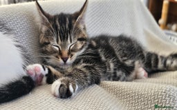Mixed Breed cats for sale: Beautiful friendly kitties 💖 ready for homes 💕 - Image 33
