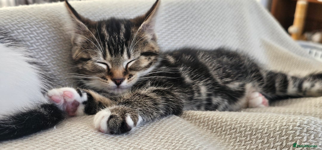 Mixed Breed cats for sale: Beautiful friendly kitties 💖 ready for homes 💕 - Image 33