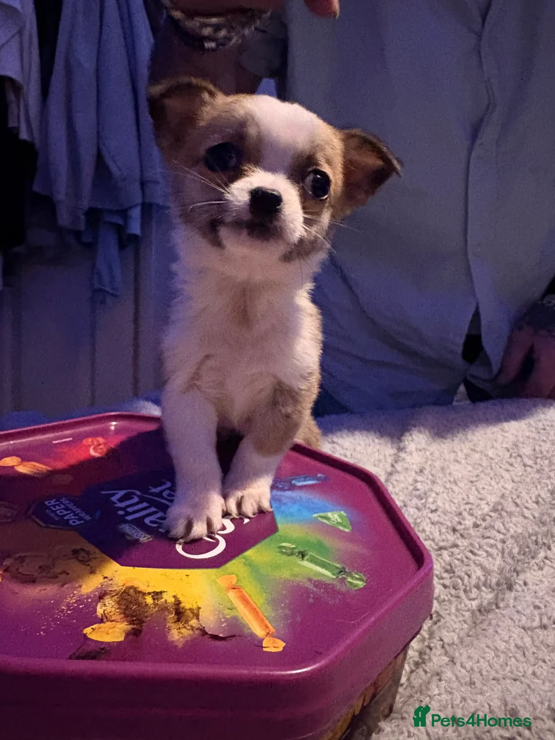 Mixed Breed dogs for sale: Adorable Teacup Chi-Tzu Puppies  - Advert 5