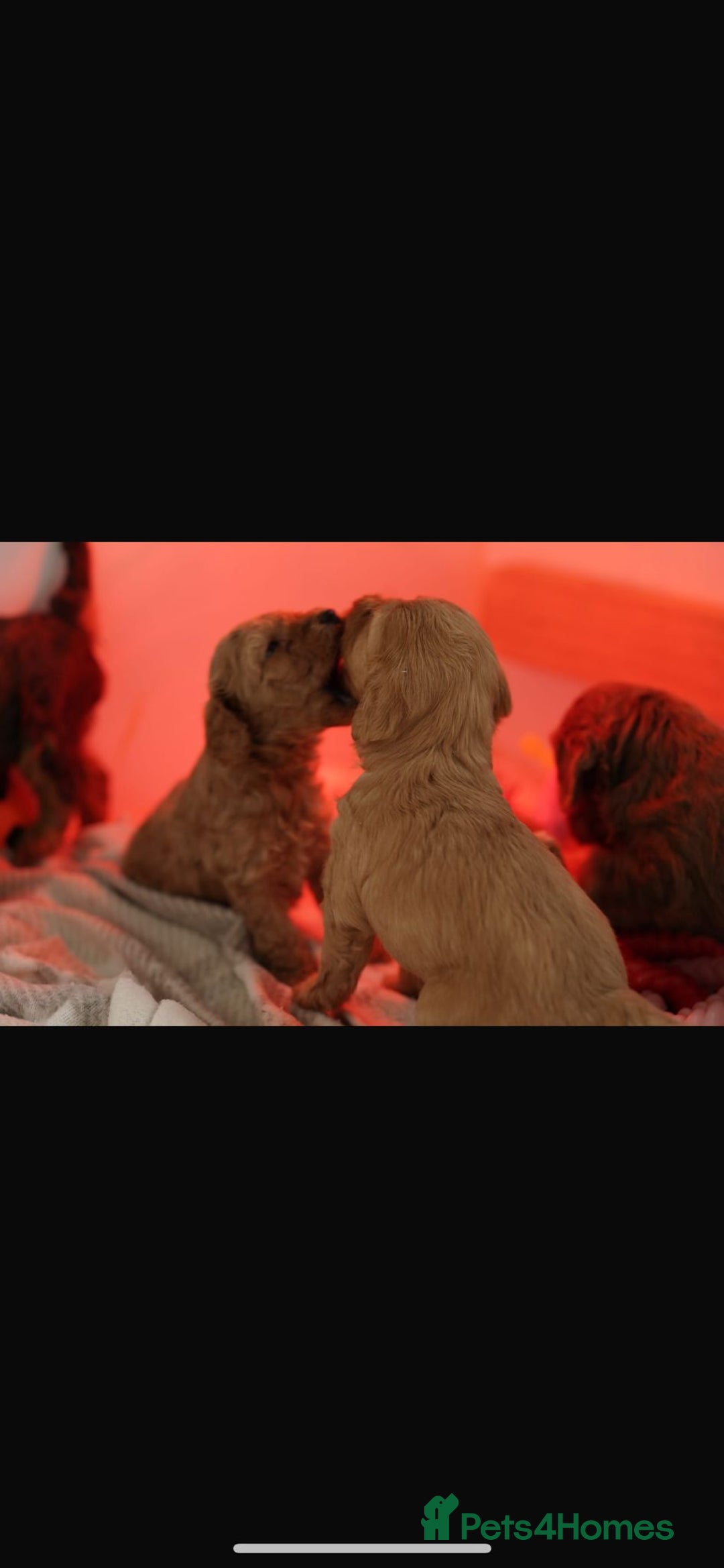 Cockapoo dogs for sale: Beautiful cockapoo puppys  - Advert 10