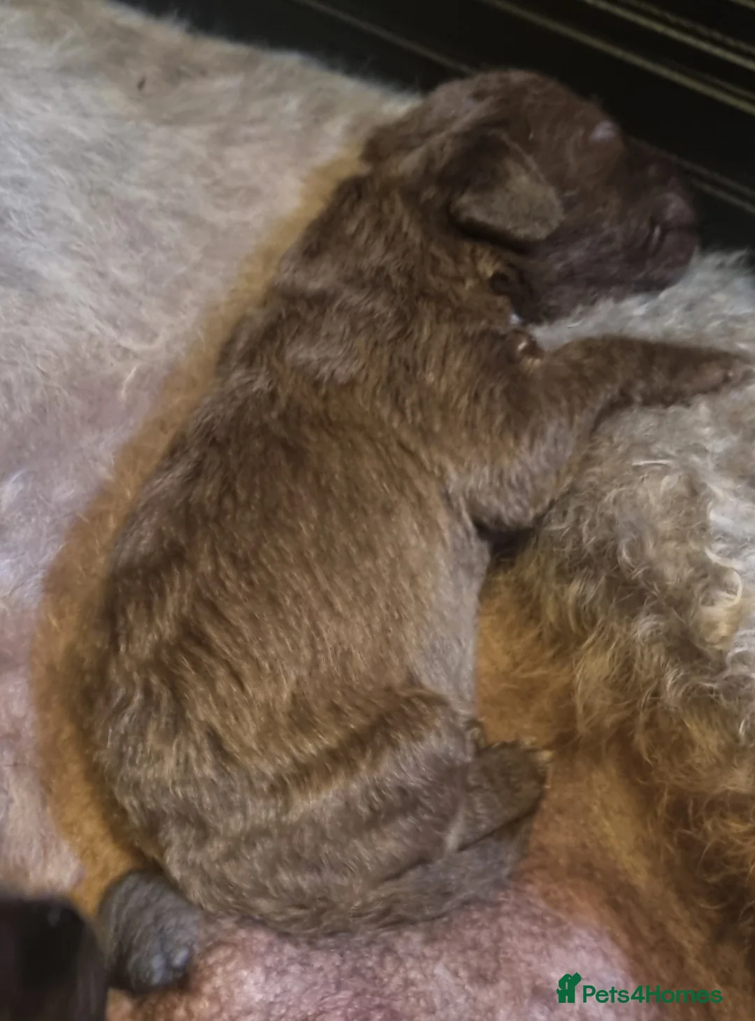 Bedlington Terrier dogs for sale: Bedlington terrier pups for sale - Advert 20
