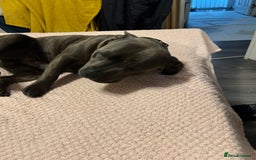 Staffordshire Bull Terrier dogs for sale: KC Reg  boy staff puppy for sale  - Image 6
