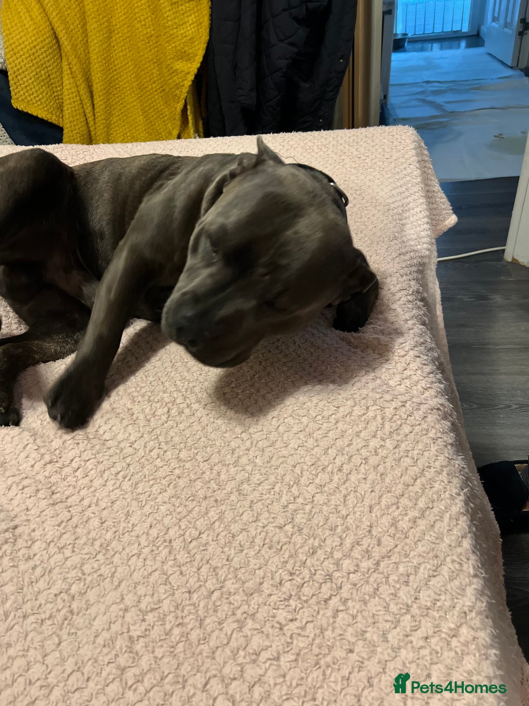 Staffordshire Bull Terrier dogs for sale: KC Reg  boy staff puppy for sale  - Image 6