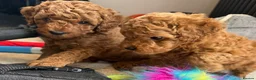 Miniature Poodle dogs for sale: Beautiful female miniature poodle - Advert 1