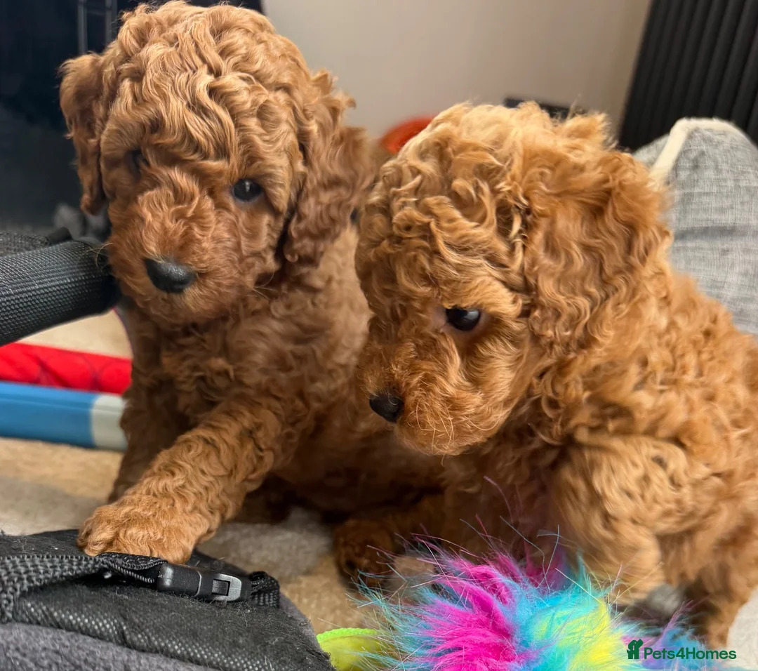 Miniature Poodle dogs for sale: Beautiful female miniature poodle - Advert 1