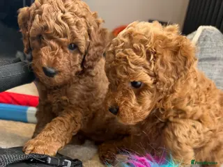 Miniature Poodle dogs Beautiful female miniature poodle - Advert 1