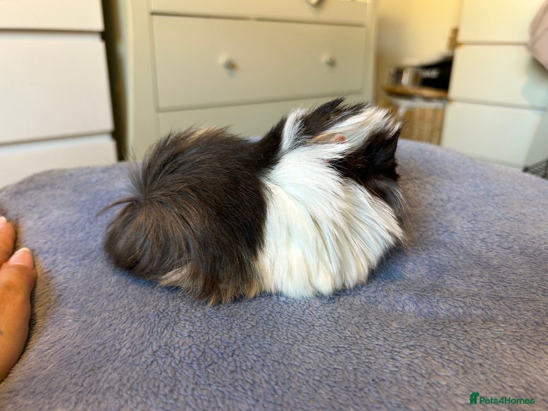 Guinea Pig rodents for sale: A pair left of male Peruvians REDUCED  - Advert 16