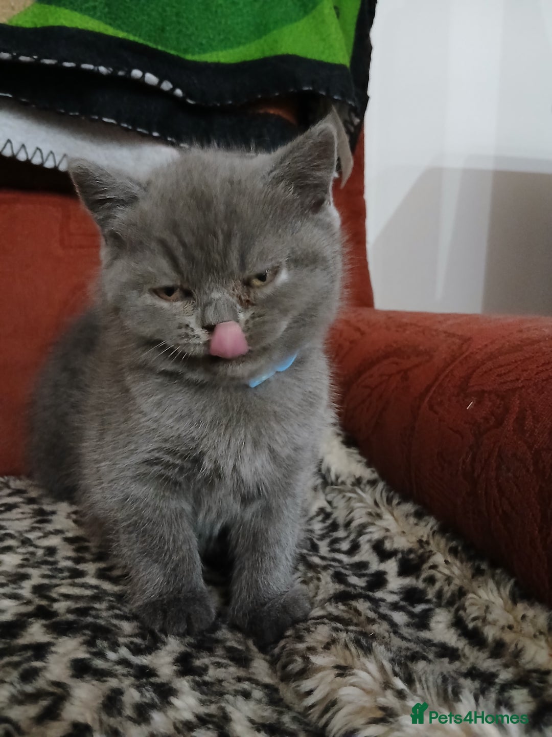 British Shorthair cats for sale: British blue kittens - Advert 3