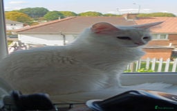 Turkish Angora cats for sale: Turkish Angora girls - Image 9