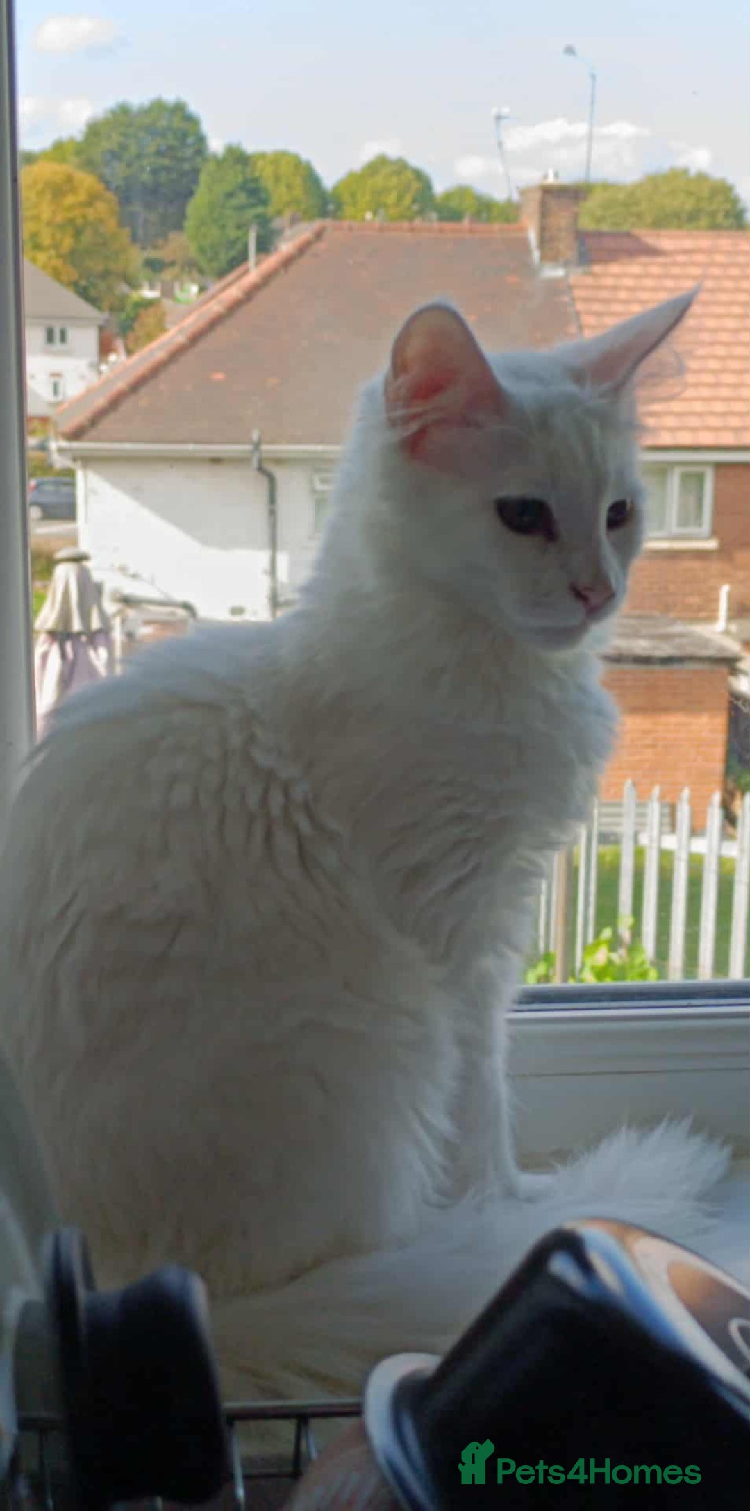 Turkish Angora cats for sale: Turkish Angora girls - Image 9