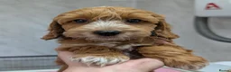 Cockapoo dogs for sale: Beautiful red pups from health tested parents - Advert 13
