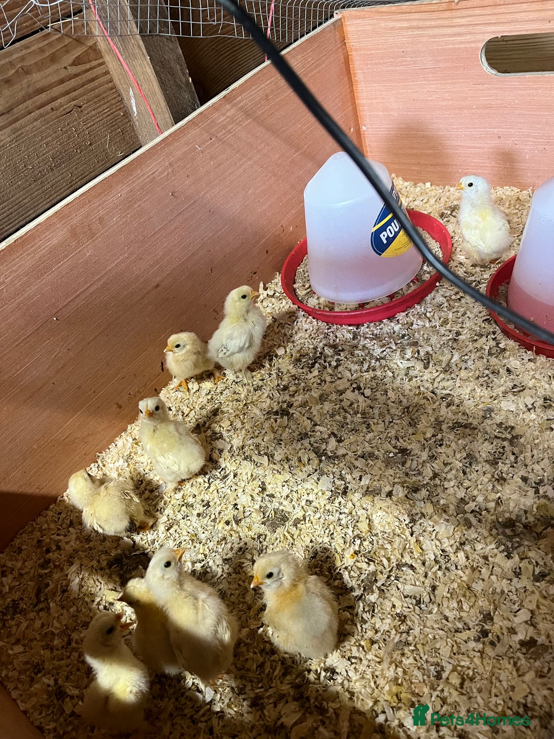 Chickens poultry for sale: Unsexed bantam chicks - Image 1