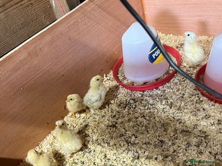 Chickens poultry - Advert 18