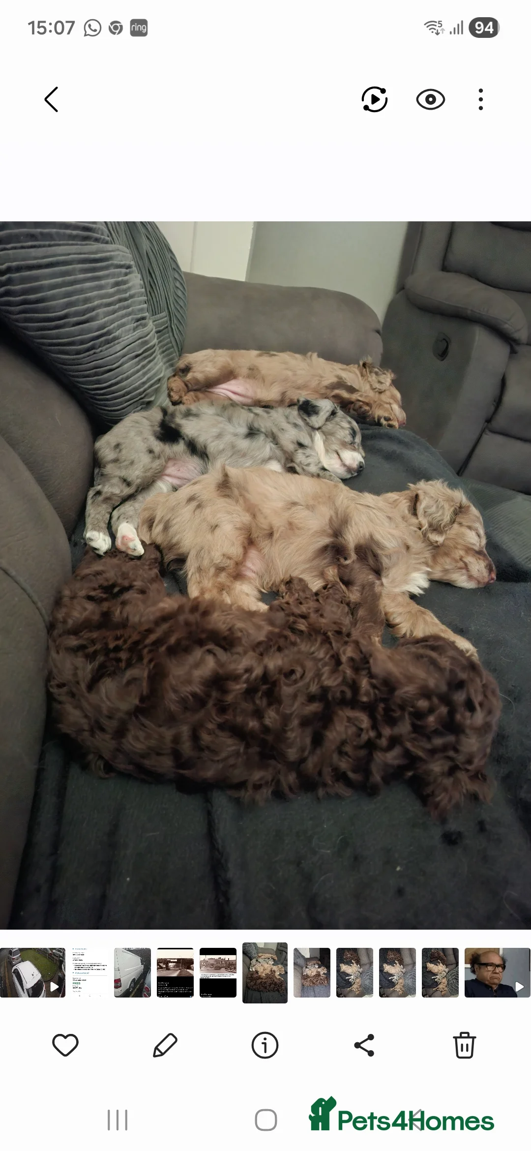 Cockapoo dogs for sale: F2 Cockapoo puppies  - Advert 14