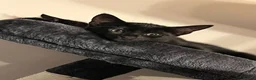 Oriental cats for sale: 9 STUNNING KITTENS - PLEASE READ DESCRIPTION!! - Advert 3