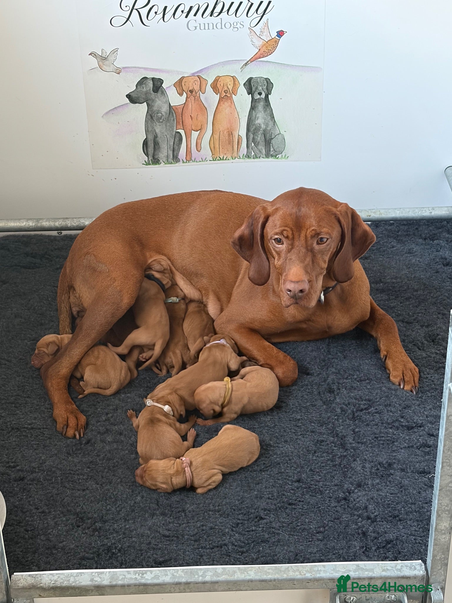Hungarian Vizsla dogs Smooth haired Hungarian vizsla puppies  - Advert 17