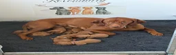 Hungarian Vizsla dogs for sale: Smooth haired Hungarian vizsla puppies  - Advert 1