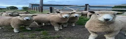 Sheep livestock for sale: Pedigree ryeland ram lambs in Hereford - Advert 4