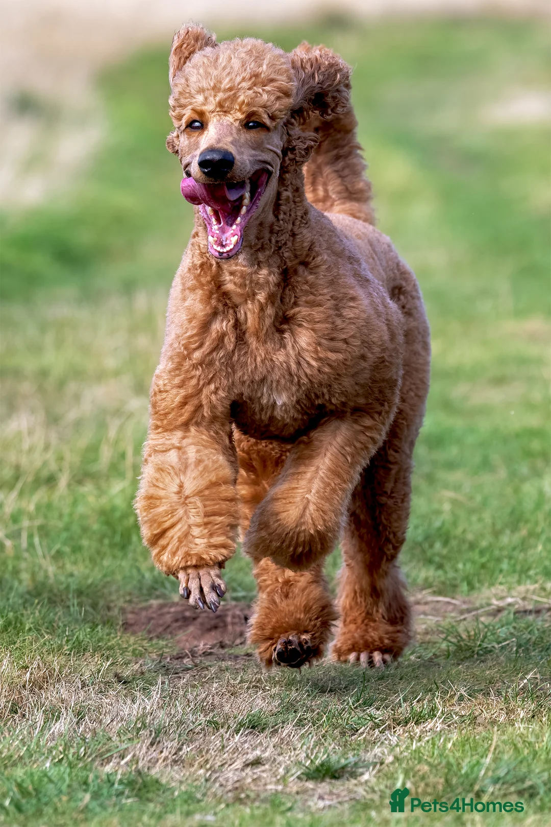Standard Poodle dogs for stud: KC reg. Comprehensively health checked standard - Advert 4