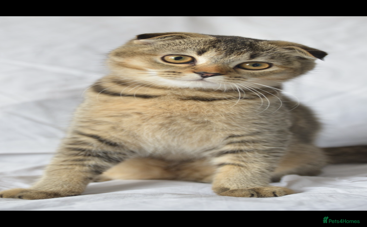 Scottish Fold cats - Advert 16