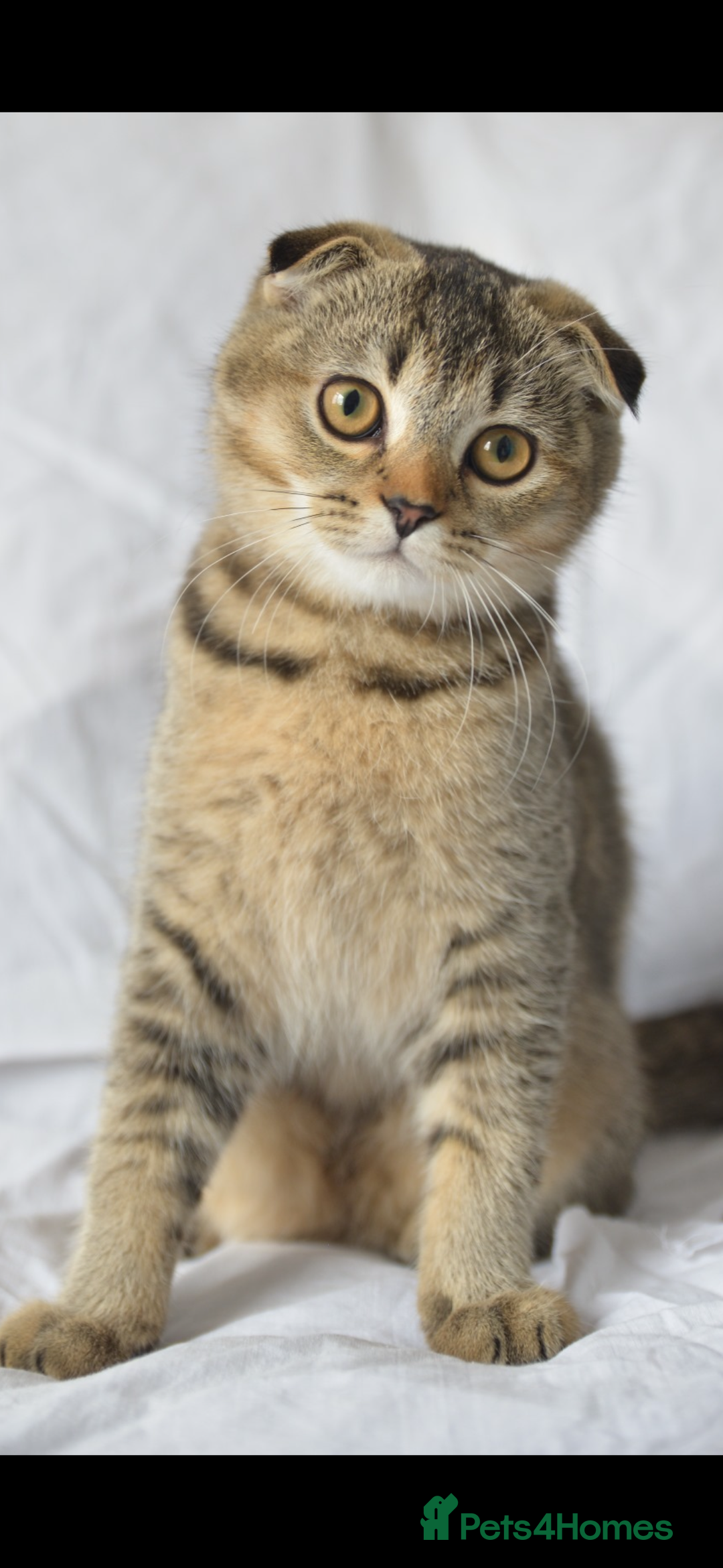Scottish Fold cats for sale: Scottish fold kittens 3 left - Image 1
