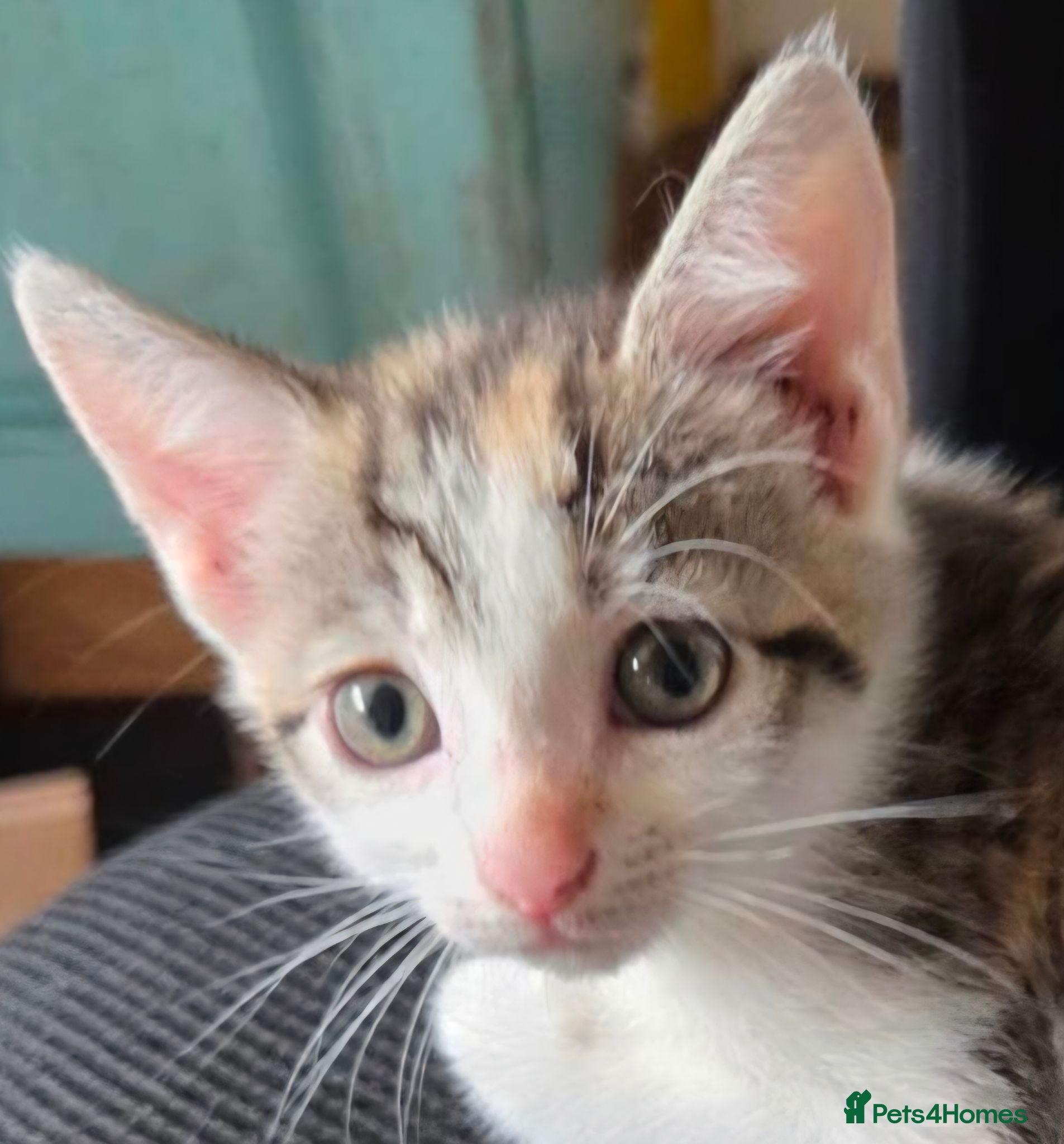 Mixed Breed cats British Shorthair cross kittens  - Advert 13