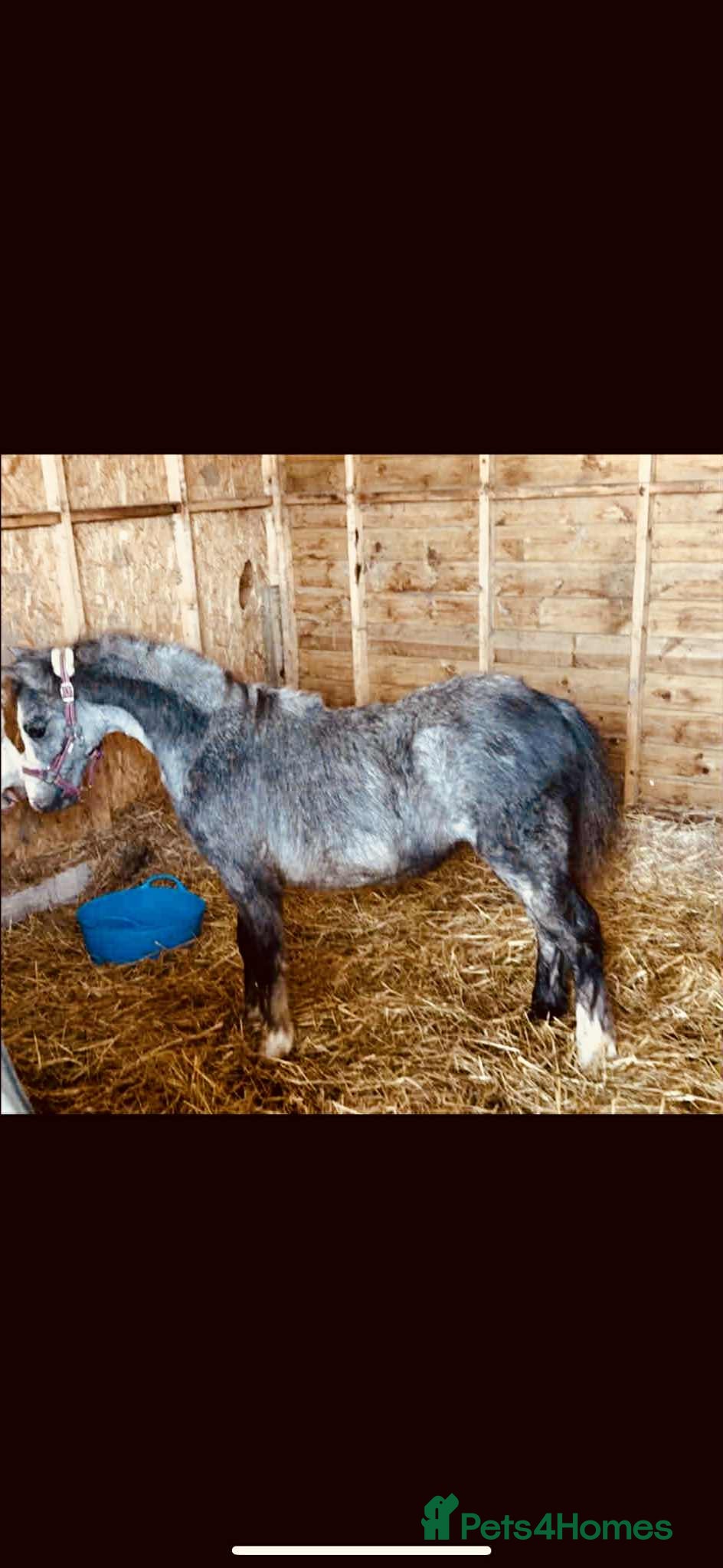 Welsh Section A horses Stunning Colt  - Advert 3