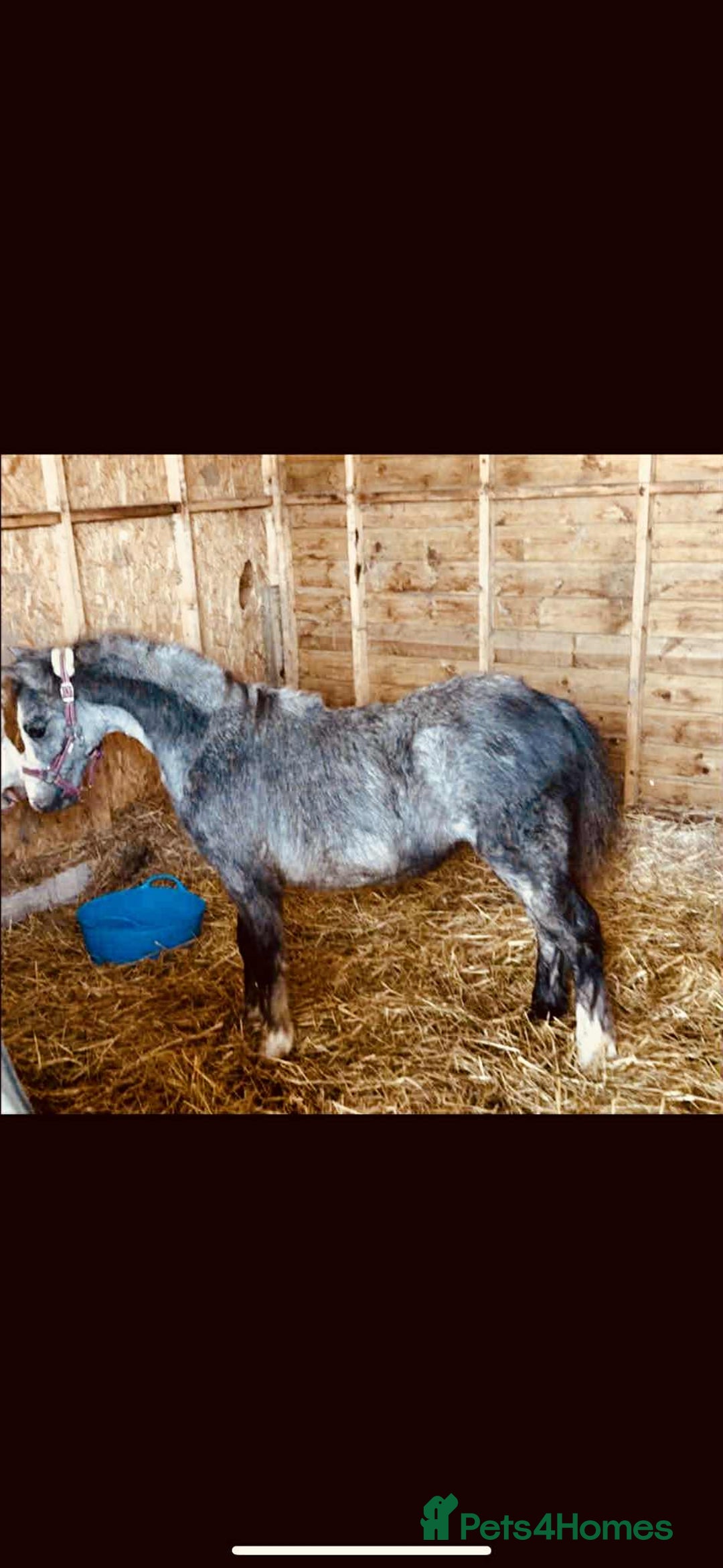 Welsh Section A horses for sale: Stunning Colt  - Advert 1