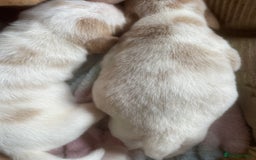 Beagle dogs for sale: Beautiful beagle boys kc reg ready 19 sept  - Image 21