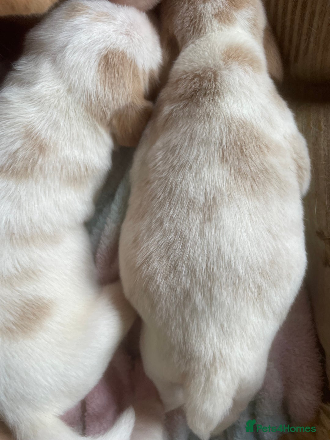 Beagle dogs for sale: Beautiful beagle boys kc reg ready 19 sept  - Image 21