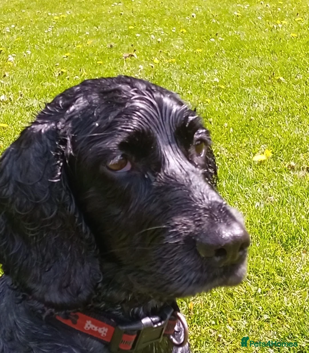 Cocker Spaniel dogs for sale: Darcy Button age 8 cocker spaniel  - Advert 2