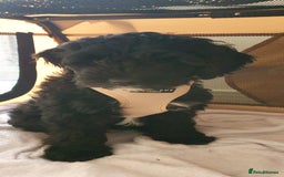 Australian Labradoodle dogs for sale: 2 GIRLS ONLY - Australian Labradoodle puppies - Image 38