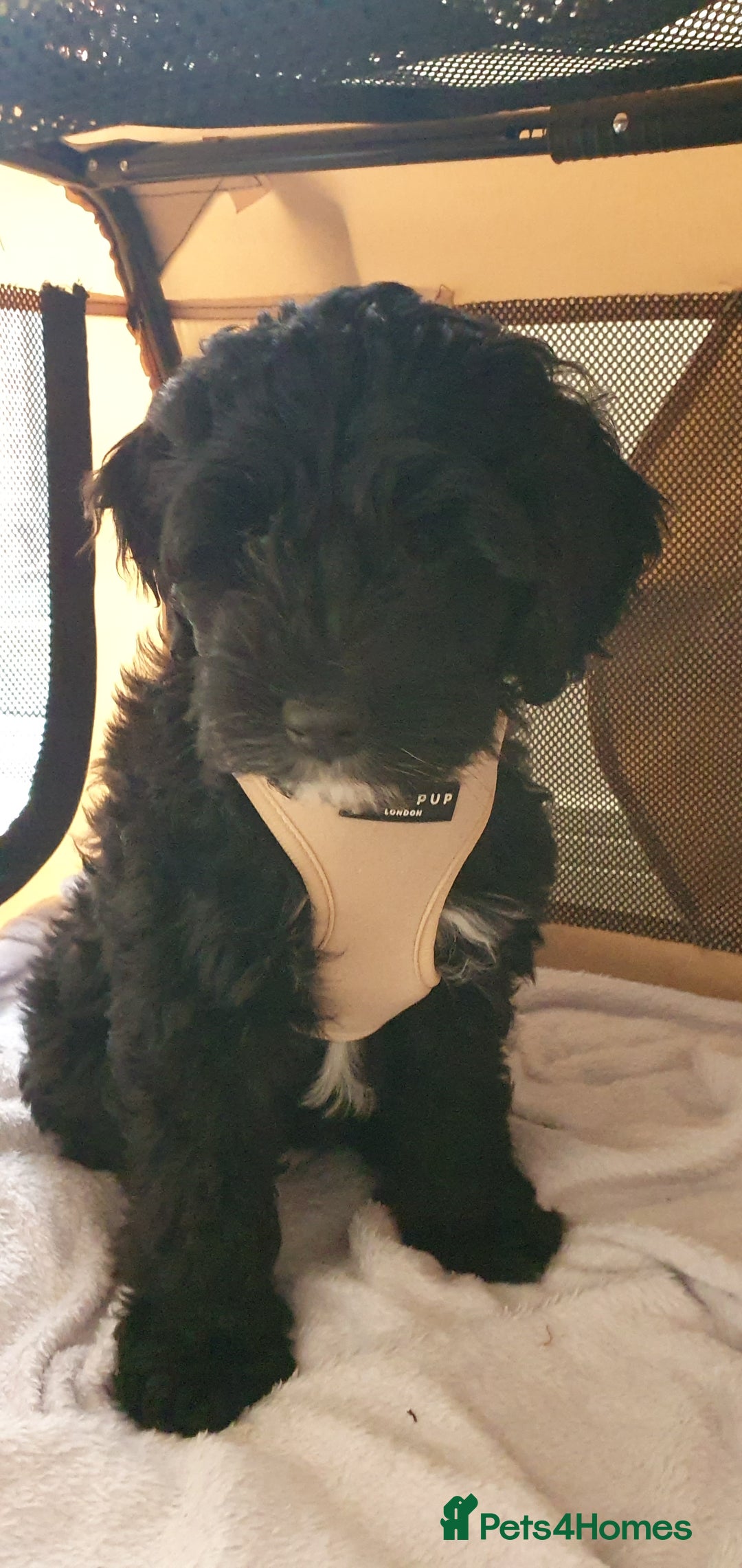 Australian Labradoodle dogs for sale: 2 GIRLS ONLY - Australian Labradoodle puppies - Image 38