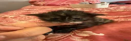 Maine Coon cats for sale: 3 gorgeous Maine coon kittens for sale - Advert 26