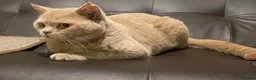 British Shorthair cats for sale: Gccf active lilac male needs a home - Advert 4