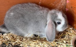 Mini Lop rabbits for sale: NOW RESERVED Stunning Mini lops 8 weeks old in Coalville - Image 4
