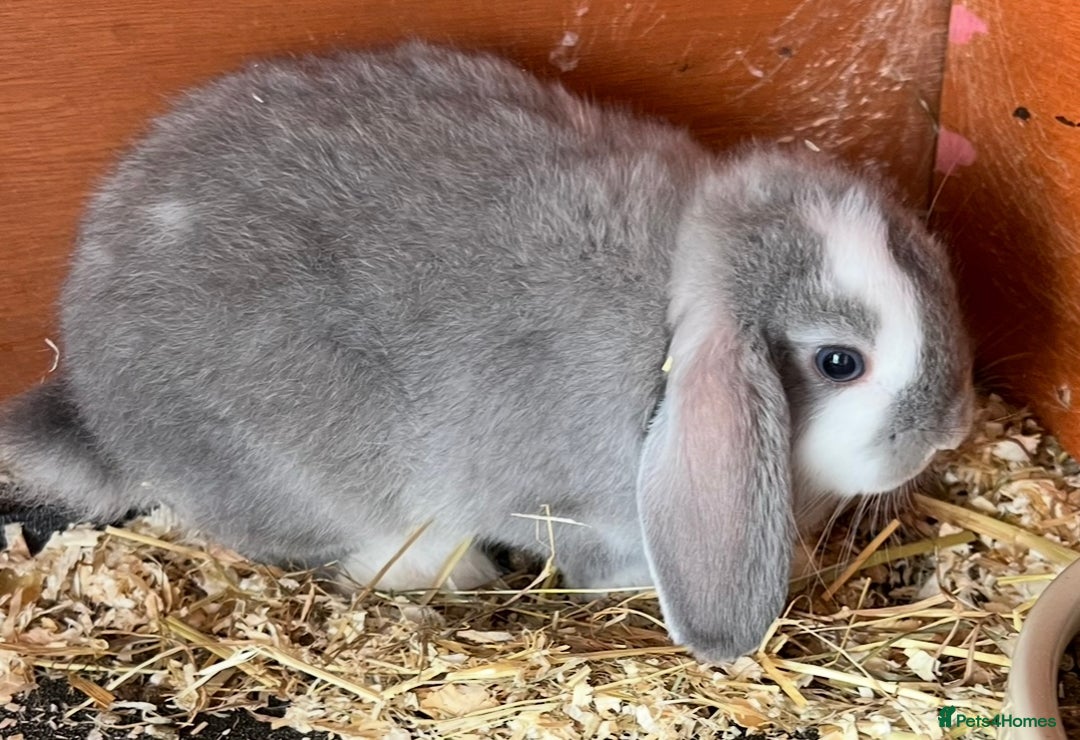 Mini Lop rabbits for sale: NOW RESERVED Stunning Mini lops 8 weeks old in Coalville - Image 4