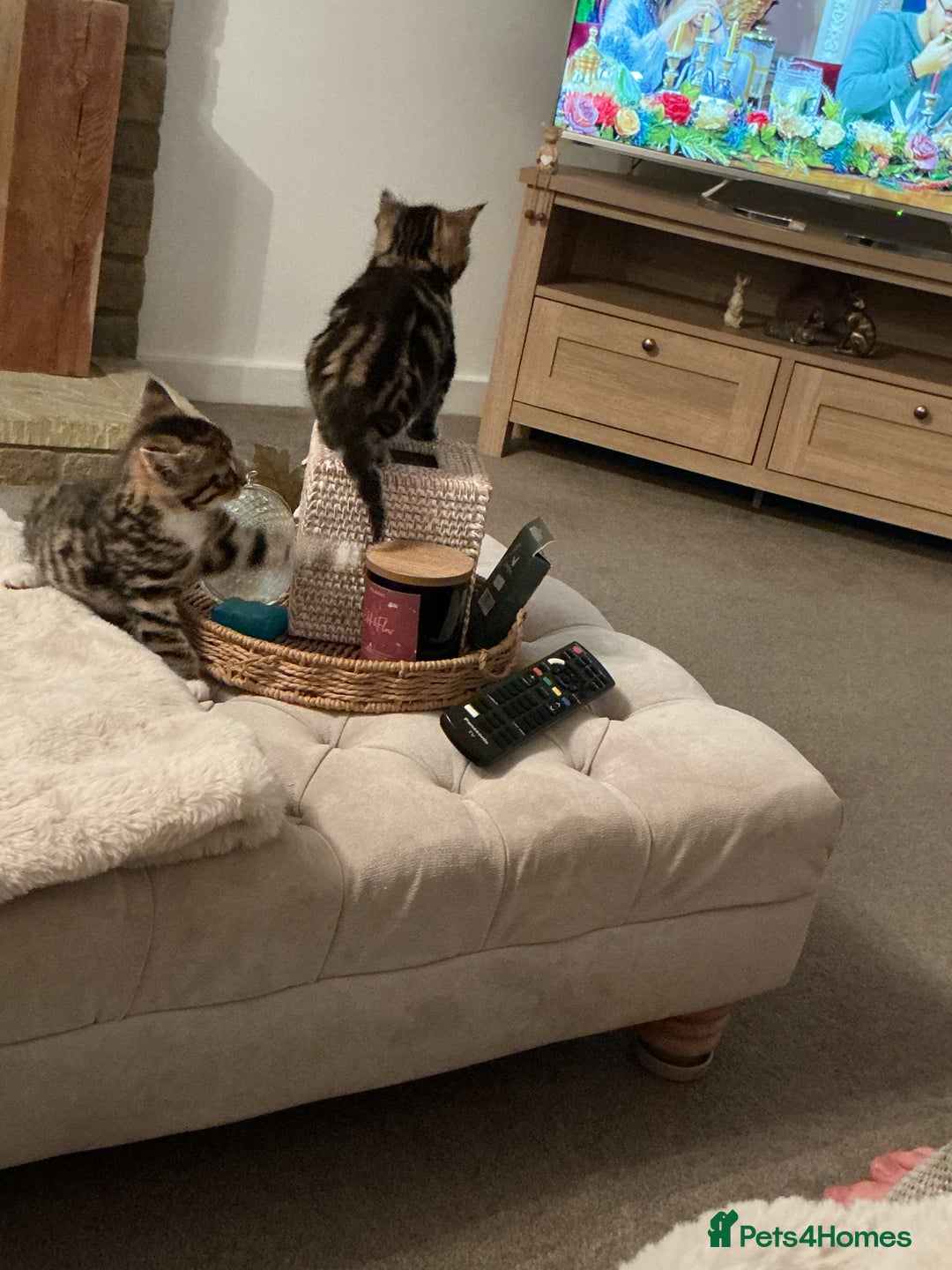 Mixed Breed cats for sale: Gorgeous tabby kittens - Advert 7