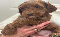 Australian Labradoodle dogs for sale: Australian Labradoodle puppies Multigen  - Image 8