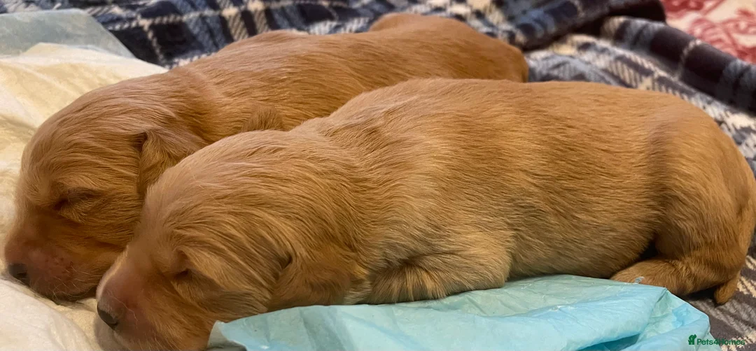 Golden Retriever dogs for sale: KC Registered Golden Retriever Puppies - Advert 5