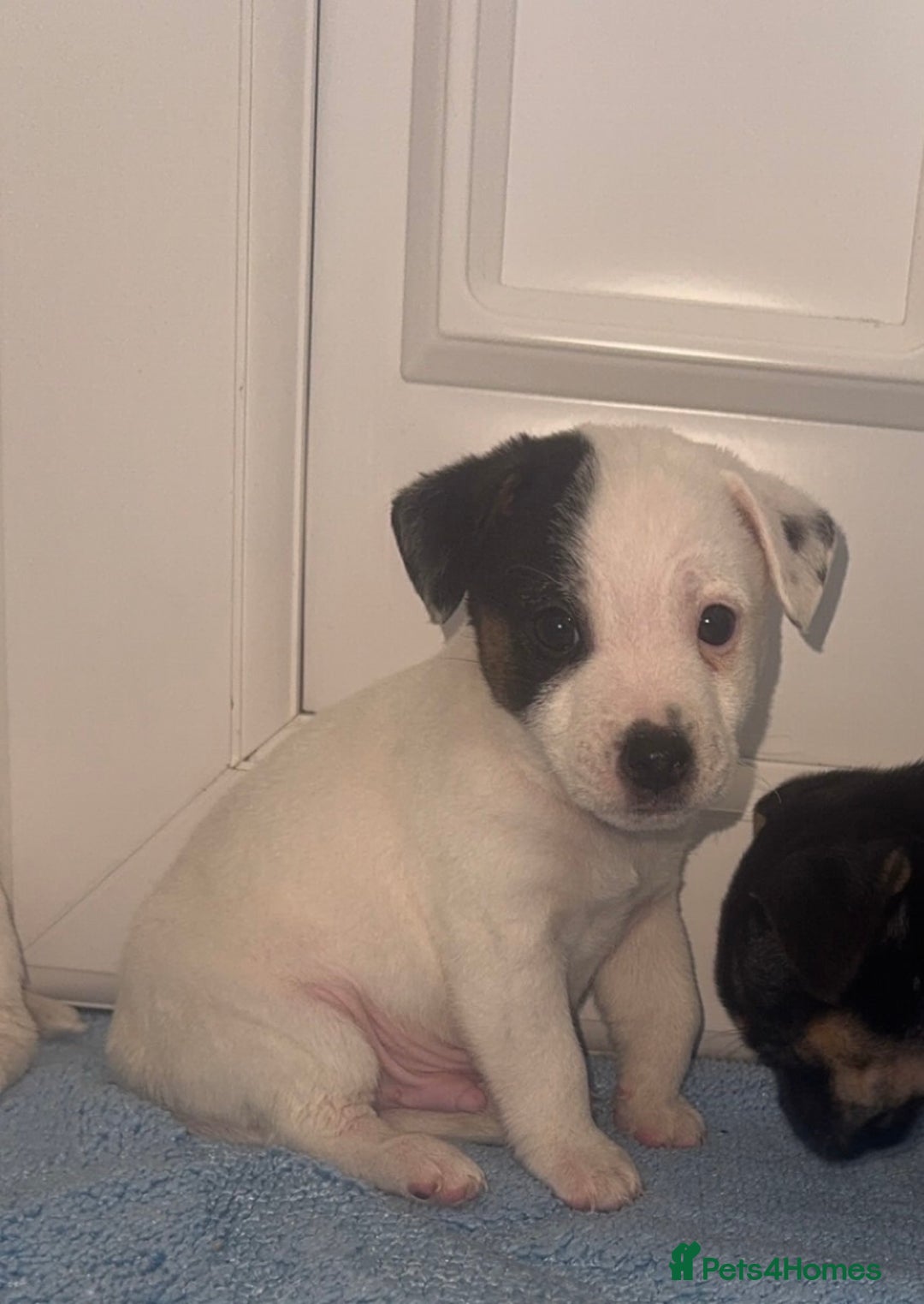 Jack Russell dogs for sale: Minituare short haired jack Russell’s ready now - Advert 5