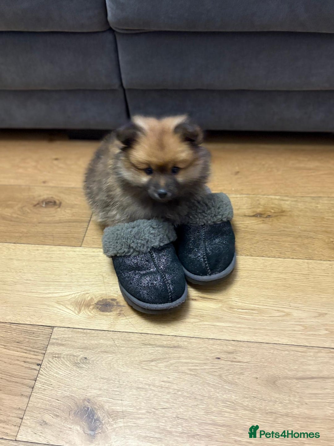 Pomeranian dogs for sale: 13 weeks female pomeranian  - Image 3