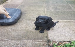 Labrador Retriever dogs for sale: KC Registered Labrador puppies  - Image 4